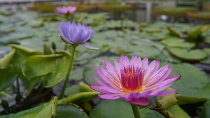 풍경, 도시, 야경, 동물, 식물, 음식