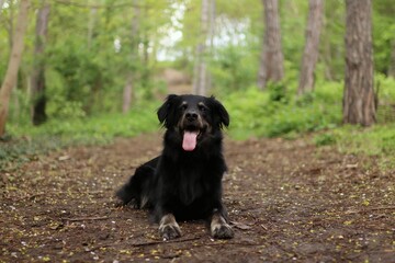 A cute black dig is in the forest