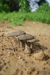 turtle on the ground