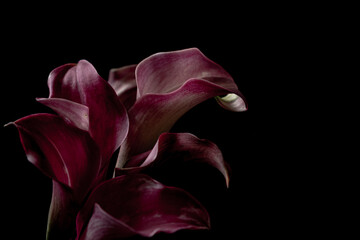 Vibrant red Calla Lily Bouquet on a black background. Blur and selective focus. Moody flora