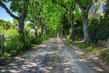 Naklejka premium Tunnel-like Avenue of green Trees, Tree Footpath through Park in Spring. Beautiful simple AI generated image in 4K, unique.