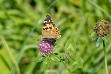 Obraz premium Painted Lady (Vanessa Cardui) Butterfly perched on pink flower in Zurich, Switzerland