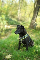 The black patterdale terrier is on the field near the pond