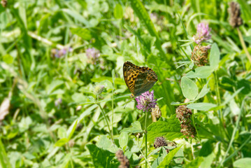 Silver-washed Fritillary butterfly (Argynnis paphia) sitting on pink flower in Zurich, Switzerland