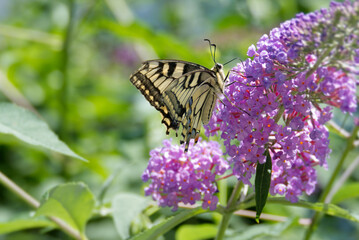 Old World Swallowtail or common yellow swallowtail (Papilio machaon) sitting on summer lilac in Zurich, Switzerland