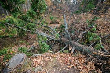 Broken trees and broken branches after a storm wind in the autumn forest.
