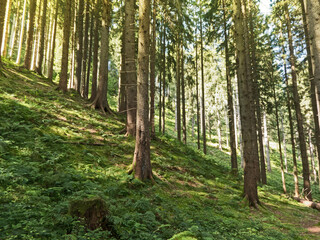 gesunder Bergwald im Morgenlicht