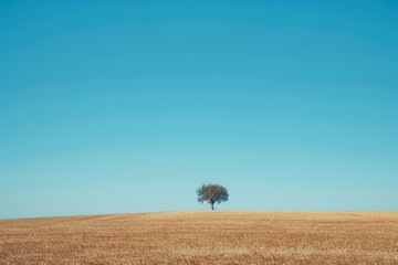 Obraz premium A lonely tree stands tall on a golden field under a vast, bright blue sky, emphasizing isolation and beauty in simplicity, perfect for artistic landscape photography.