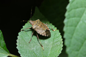 主に果樹への農業害虫であるクサギカメムシの成虫（カラムシ葉上、自然光＋ストロボ、マクロ接写撮影）