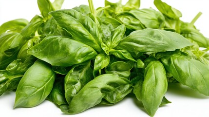 Fototapeta premium Vibrant Portrait of Abundant, Fresh Basil Leaves on White Background