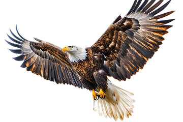 fotografia de aguila real volando sobre fondo transparente