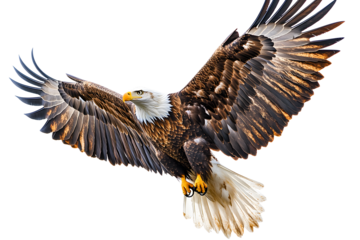 fotografia de aguila real volando sobre fondo transparente