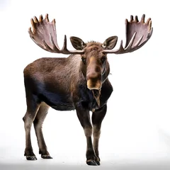 Majestic Moose with Large Antlers Standing on White Background