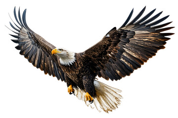 fotografia de aguila real volando sobre fondo transparente