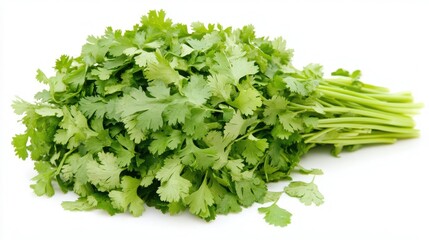 Obraz premium Vibrant Full-Body Shot of Fresh Cilantro Bunch on White Background