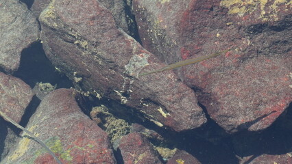 Slim elongated fish swimming slowly in shallow waters