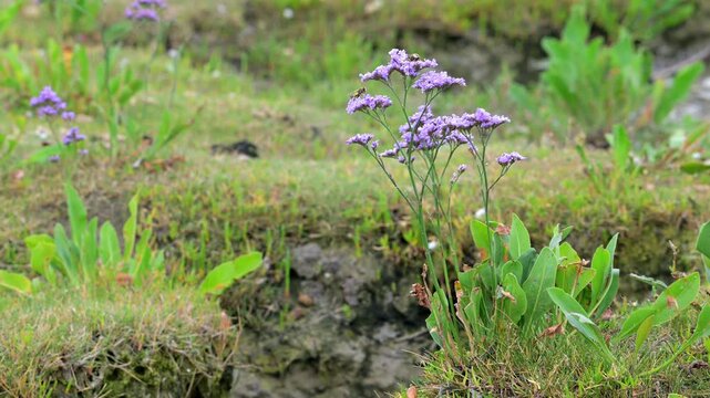 Common sea-lavender (Limonium vulgare) in flower in saltmarsh / salt marsh along the North Sea coast in summer
