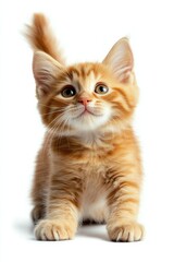 Naklejka premium The Adorable Orange Kitten A Playful Companion is a delightful little creature that brings joy and happiness into your life. This cute, fluffy feline loves to play and explore new things