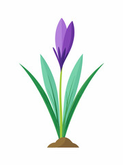 Crocus plant vector illustration