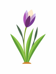 Crocus plant vector illustration