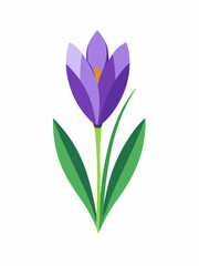 Crocus plant vector illustration