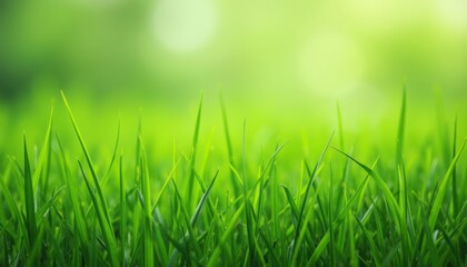  Vibrant green grass a symbol of natures vitality