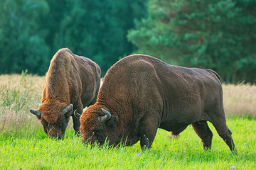 Żubry z Puszczy Białowieskiej dzikie piękne potężne zwierzęta