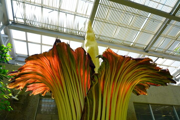 ショクダイオオコンニャク　amorphophallus　titanum京都府立植物園