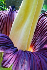 ショクダイオオコンニャク　amorphophallus　titanum京都府立植物園