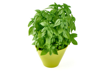 Naklejka premium Fresh green Basil pot, isolated on white background.