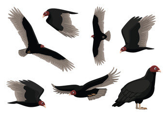 Vulture Turkey Flying Bird Various Poses Vector Illustration