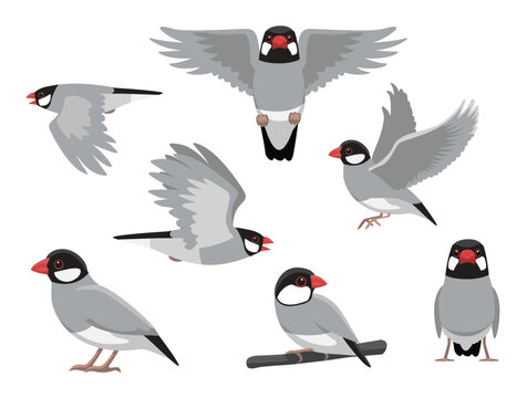Java Finch Sparrow Bird Exotic Various Poses Cartoon Vector Character