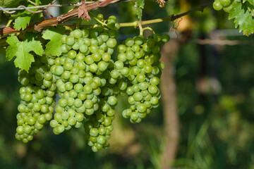 ripening bunch of grapes on the vine