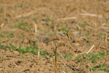 corn bunting is perching on the twig in the field