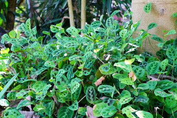 カラテア　calathea　京都府立植物園