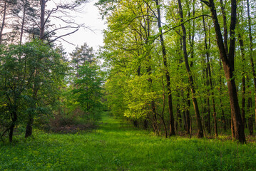 Beautiful Green Forest trees, Path in spring forest in Hungary