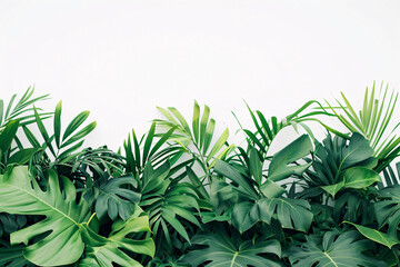 Fototapeta premium tropical plants foliage bush copy space for text, jungle plant leaves isolated on a white background, monster leaf