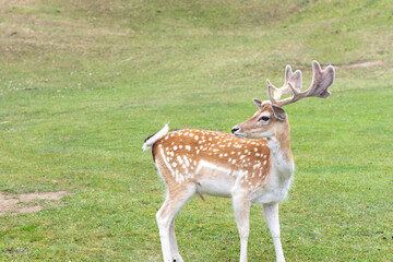 White-tailed deer looks to the side in a green meadow.