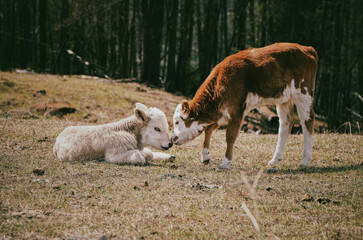 Two calves touch each other with their noses, love and care of cute animals, touching animals