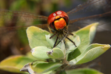 Macro of a dragonfly on a green leaf.