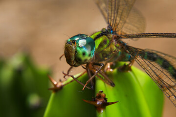 Macro of a dragonfly on a green leaf.
