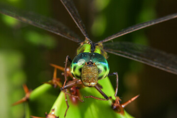 Macro of a dragonfly on a green leaf.
