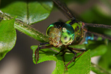 Macro of a dragonfly on a green leaf.