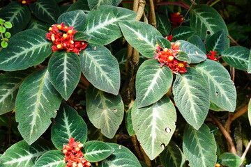 コリトプレクツス　Corytoplectus speciosus　京都植物園