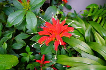 エスキナンサス　Aeschynanthus　京都府立植物園