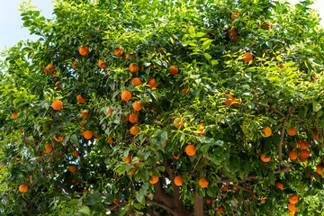 Obraz premium Orange tree with orange oranges in winter Seville, February 22, 2024.