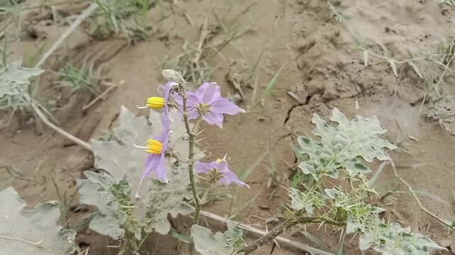 solanum virginianum flower or yellow-fruit nightshade flower or yellow-berried nightshade flower 