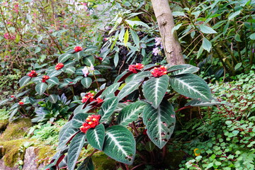 コリトプレクツス　Corytoplectus speciosus　京都植物園