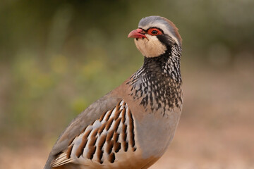 Partridge standing on the ground