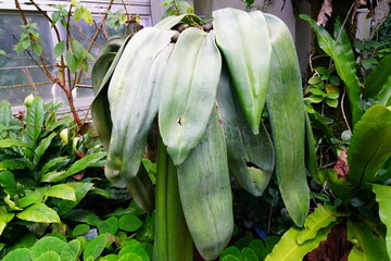 バルボフィルム,・マクロブルブム　京都府立植物園